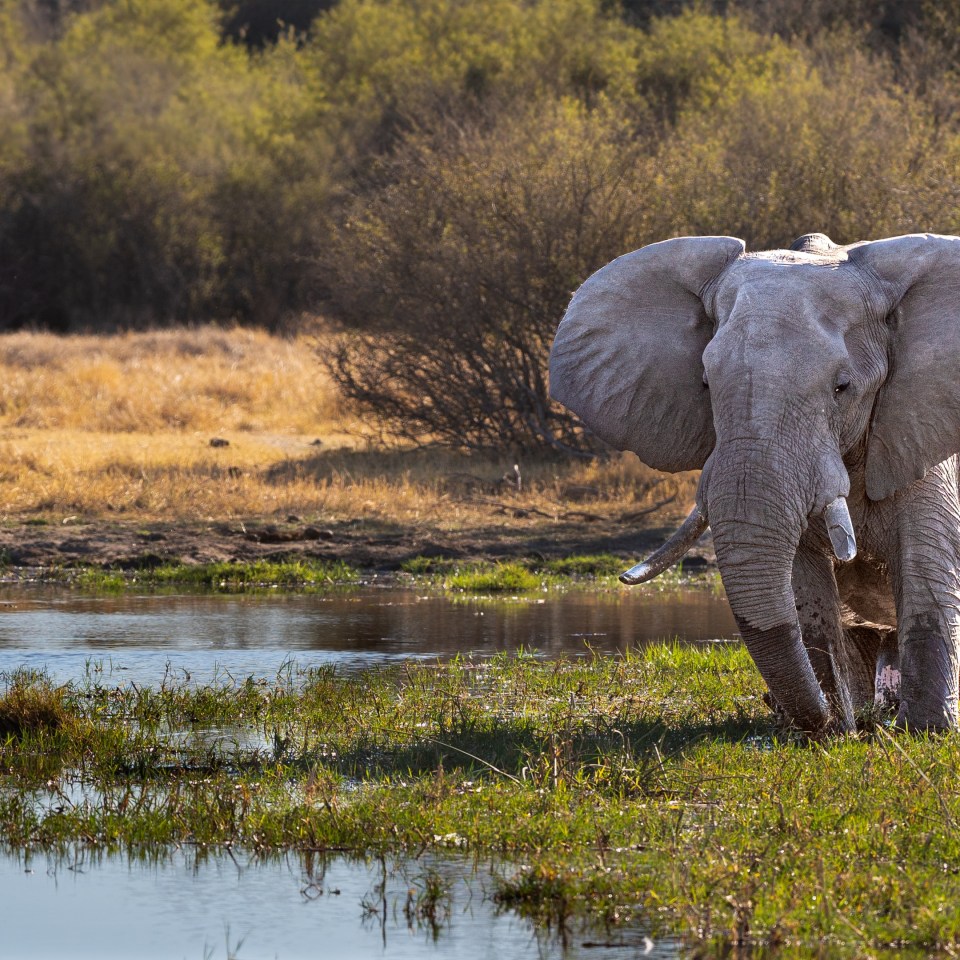 Botswanas Tierparadiese und Naturwunder entdecken